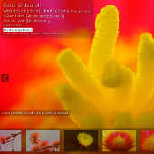 web development Peter Biddulph